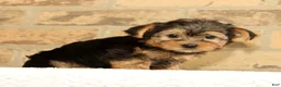 Yorkshire Terrier dogs for sale: Charlie - Ad 9