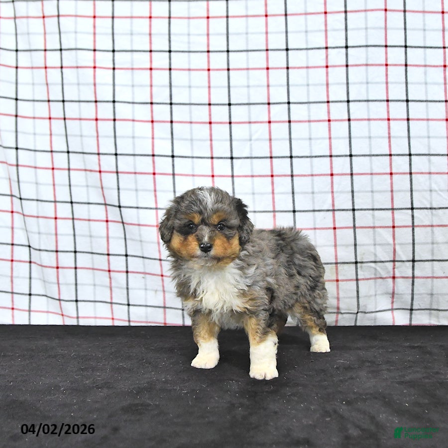 Mini Aussiedoodle dogs Wylie  EXRTA SMALL - Ad 1