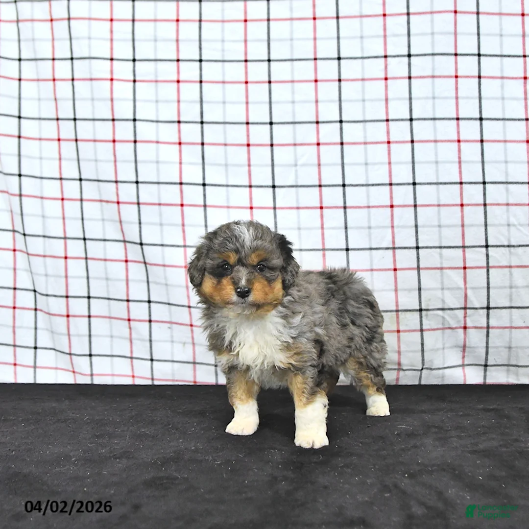 Mini Aussiedoodle dogs for sale: Wylie  EXRTA SMALL - Ad 1
