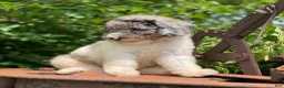 Standard Poodle dogs for sale: Zoey - Ad 5