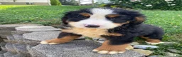 Bernese Mountain Dog dogs for sale: Ranger - Ad 2