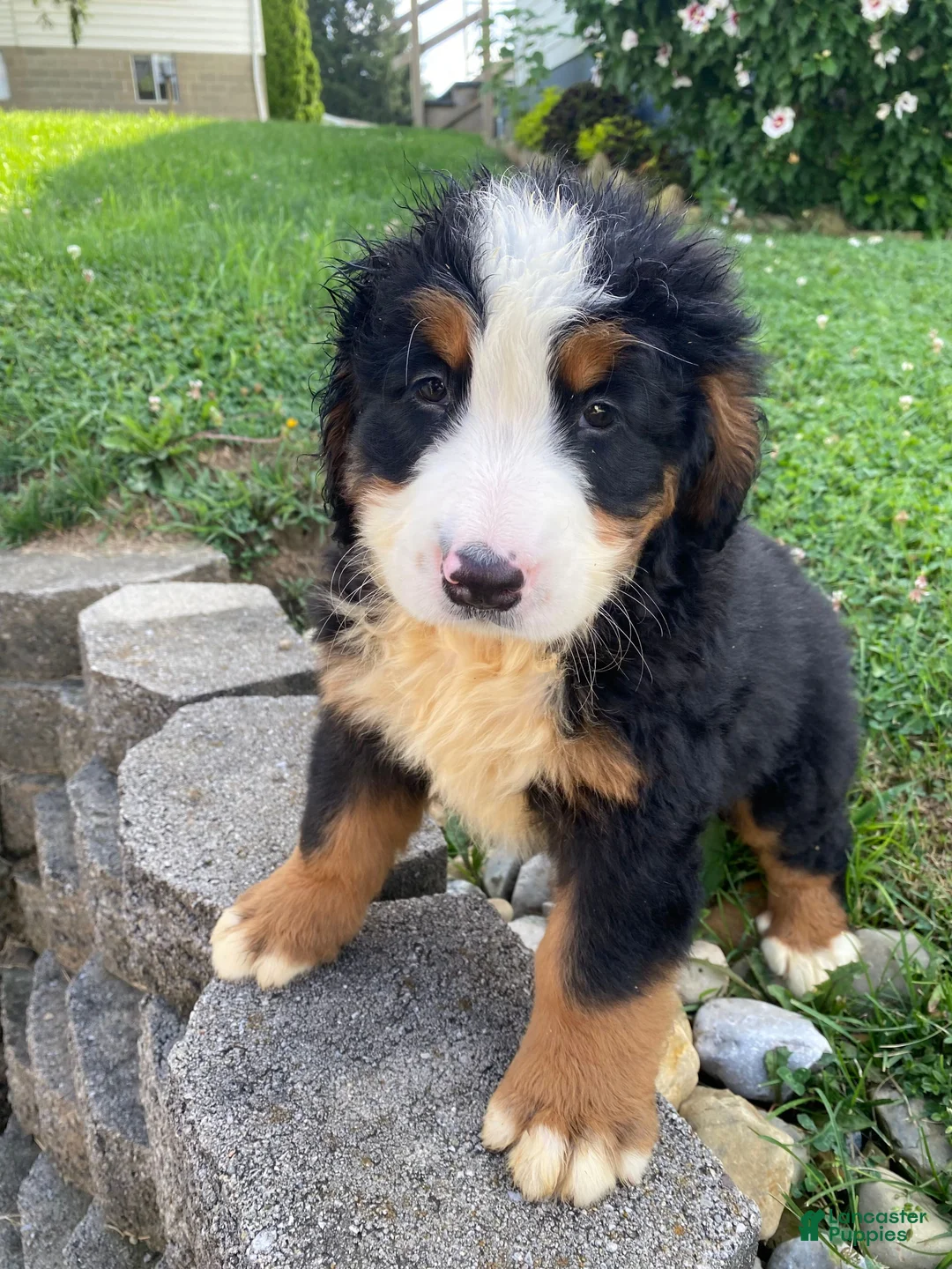 Bernese Mountain Dog dogs for sale: Ranger - Ad 2