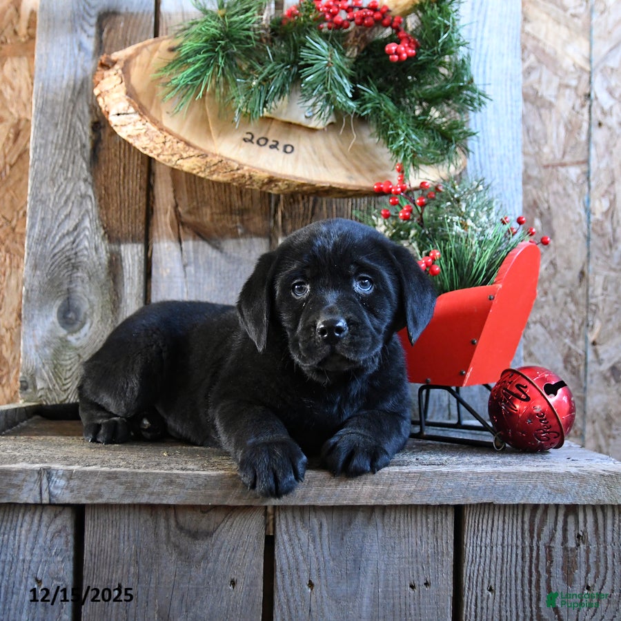 Labrador Retriever dogs Radar - Ad 8