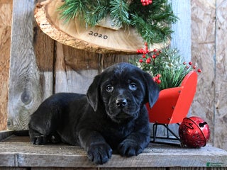 Labrador Retriever dogs Radar - Ad 7