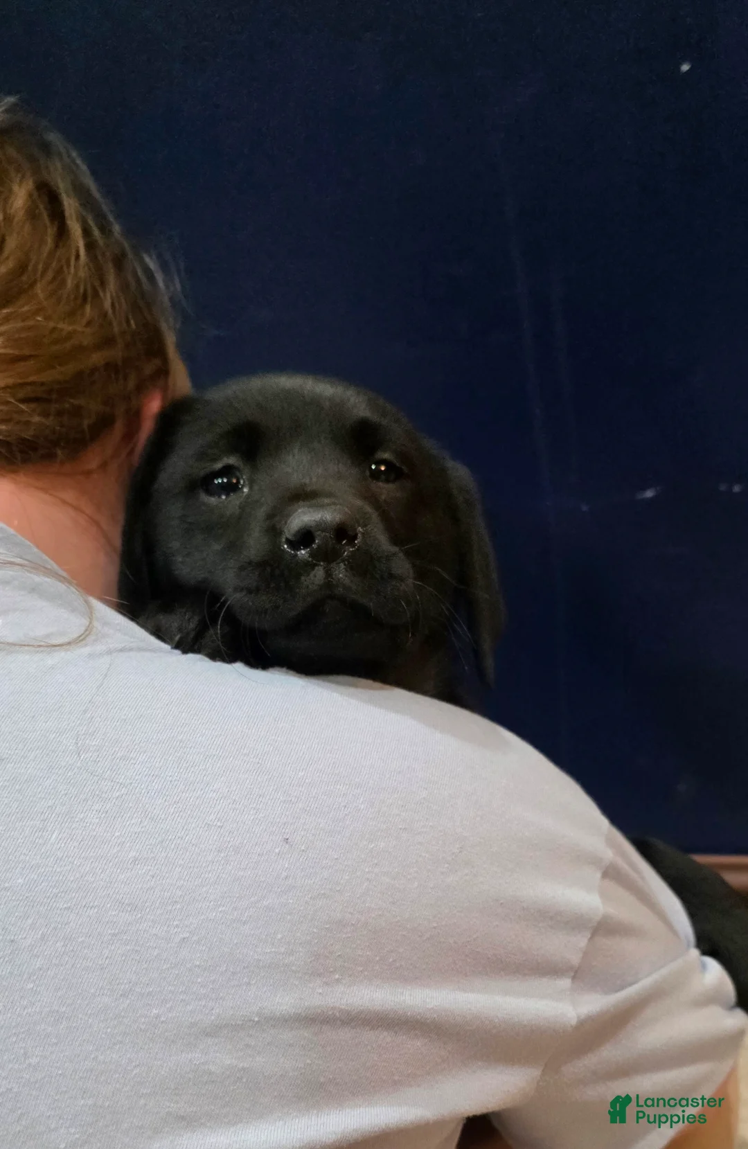 Labrador Retriever dogs for sale: Bella - Ad 4