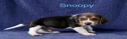 Beagle dogs for sale: Beagle 2 - Ad 1