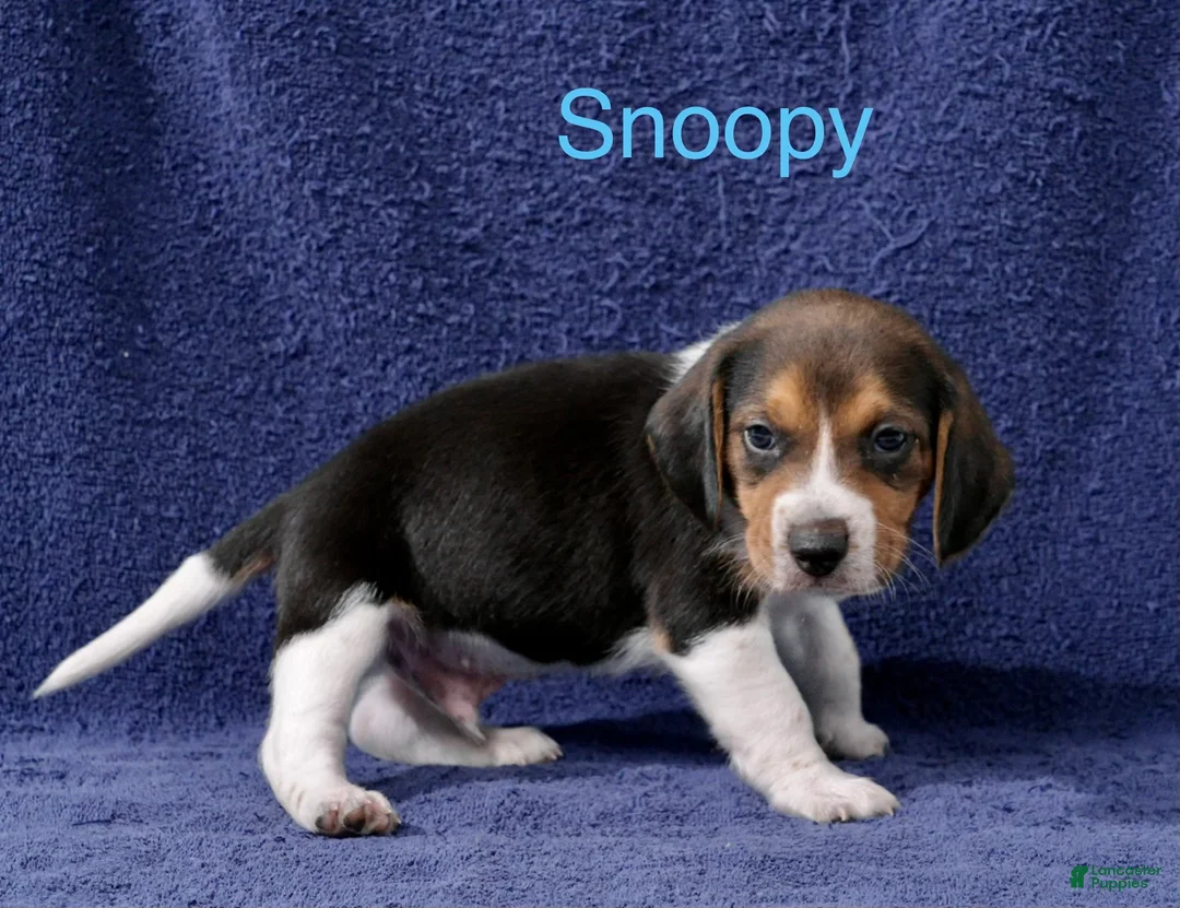 Beagle dogs for sale: Beagle 2 - Ad 1