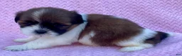 Shih Tzu dogs for sale: Betty  - Ad 2