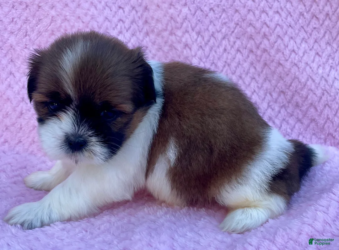 Shih Tzu dogs for sale: Betty  - Ad 2