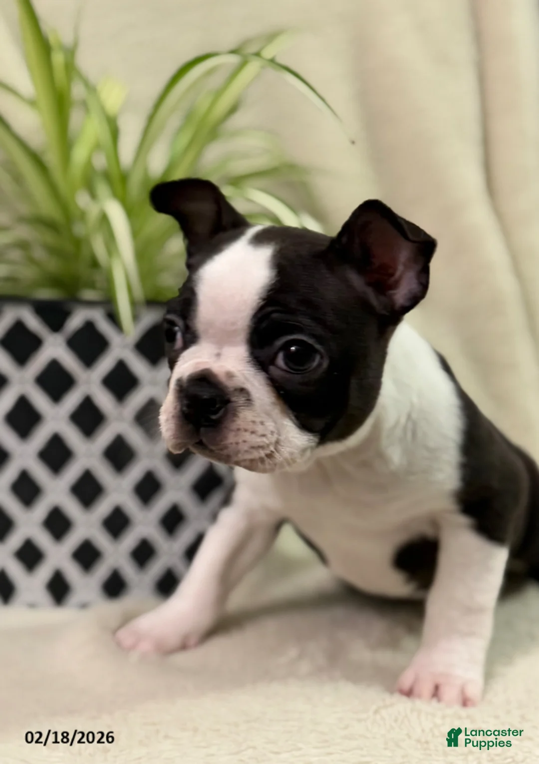 Boston Terrier dogs for sale: Midnight - Ad 3