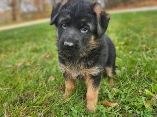 German Shepherd dogs - Ad 27
