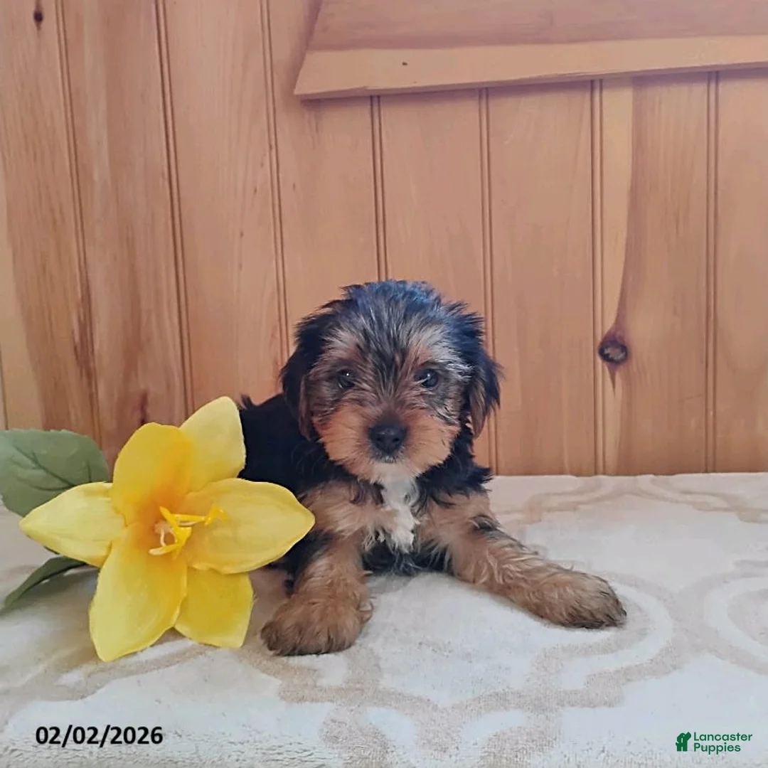 Yorkshire Terrier dogs for sale: Archer - Ad 2