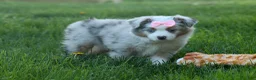 Australian Shepherd dogs for sale: MIA - Ad 11