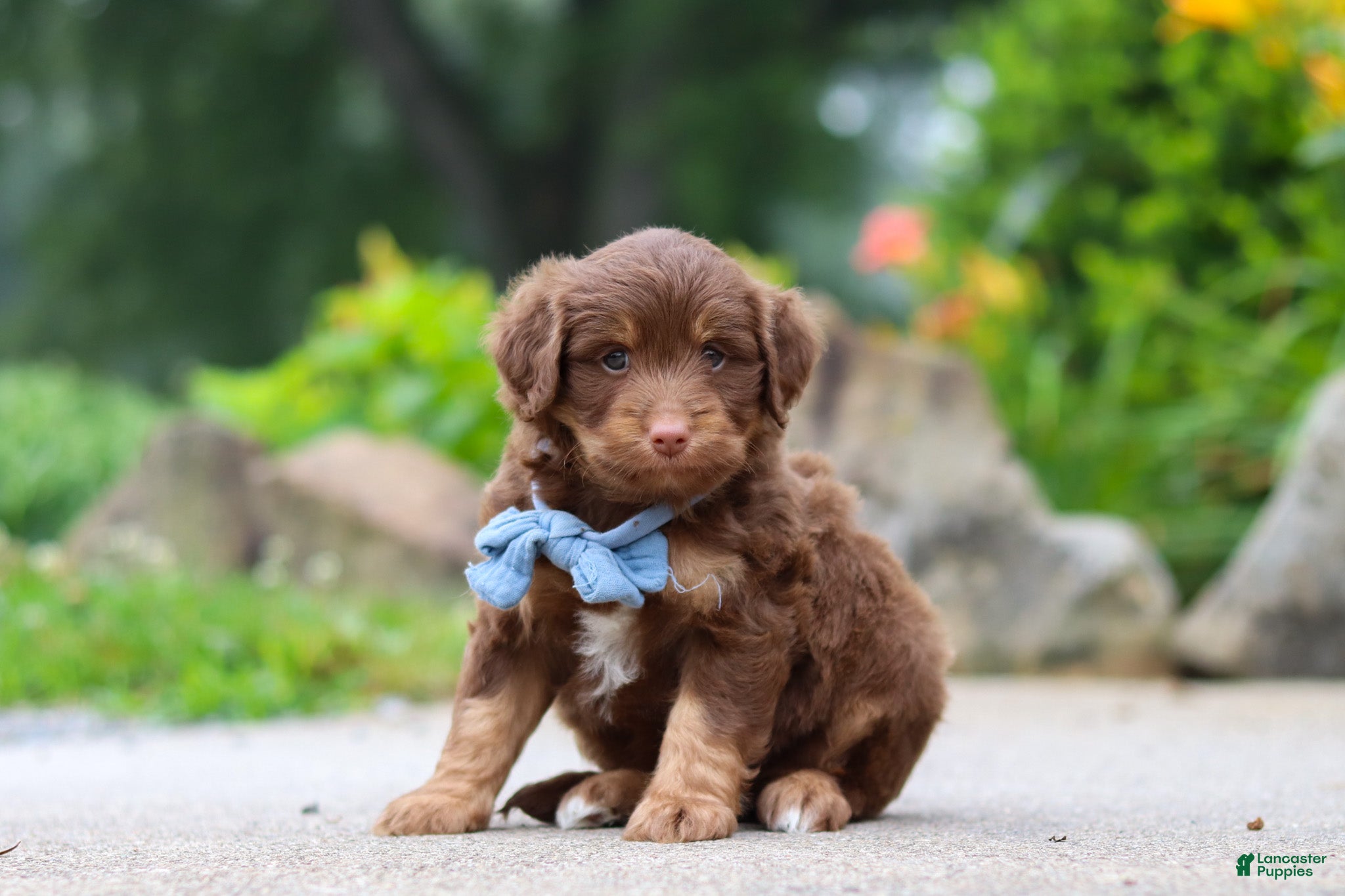 Mini Aussiedoodle dogs Tucker - Ad 2