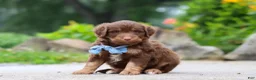 Mini Aussiedoodle dogs for sale: Tucker - Ad 2