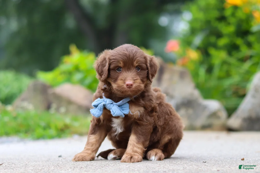 Mini Aussiedoodle dogs for sale: Tucker - Ad 2