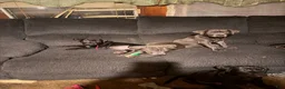 Mixed Breed dogs for sale: Mixed Breed 1 - Ad 5
