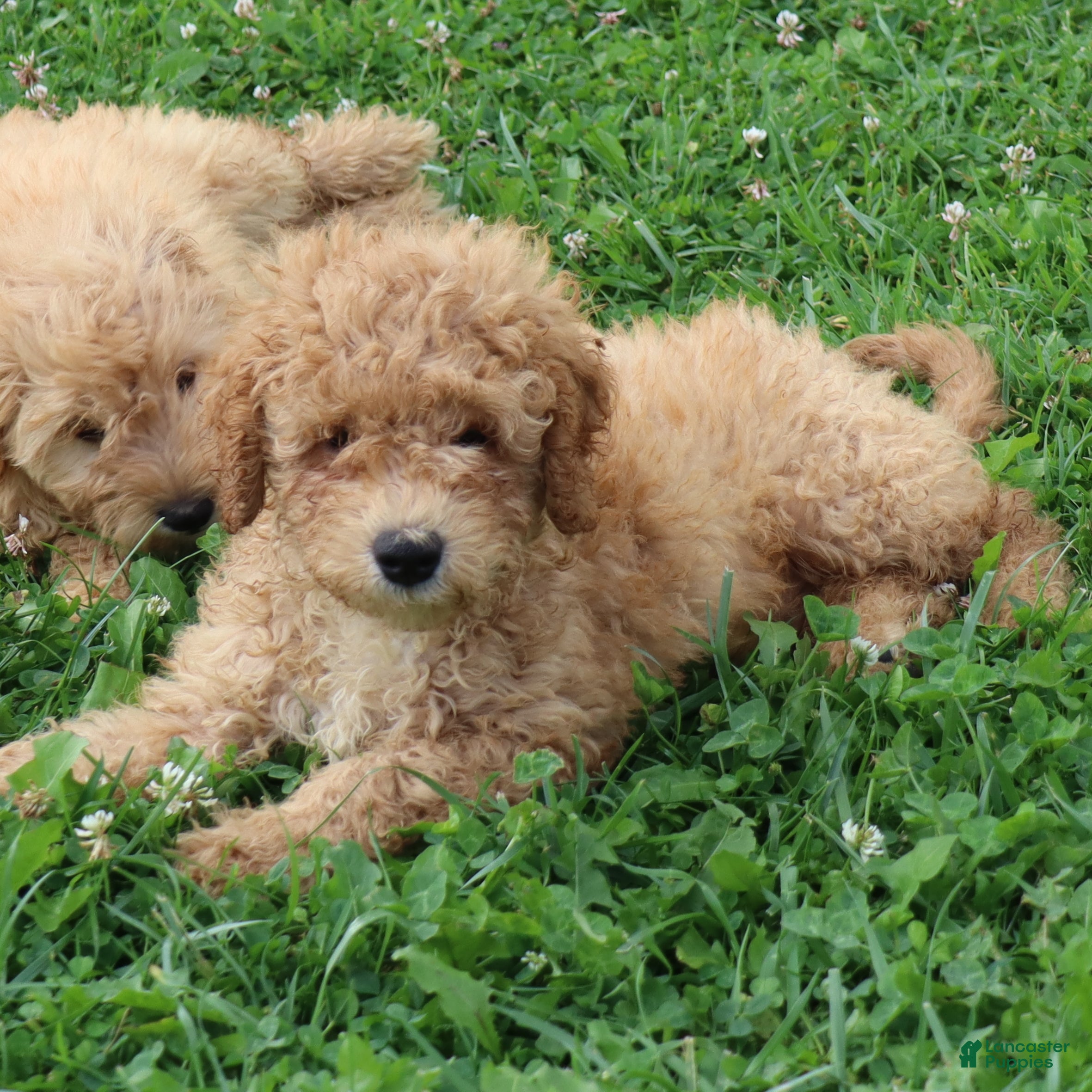Mini Goldendoodle dogs Frankie - Ad 2