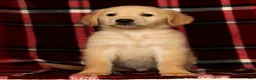 Golden Retriever dogs for sale: Rocky - Ad 8