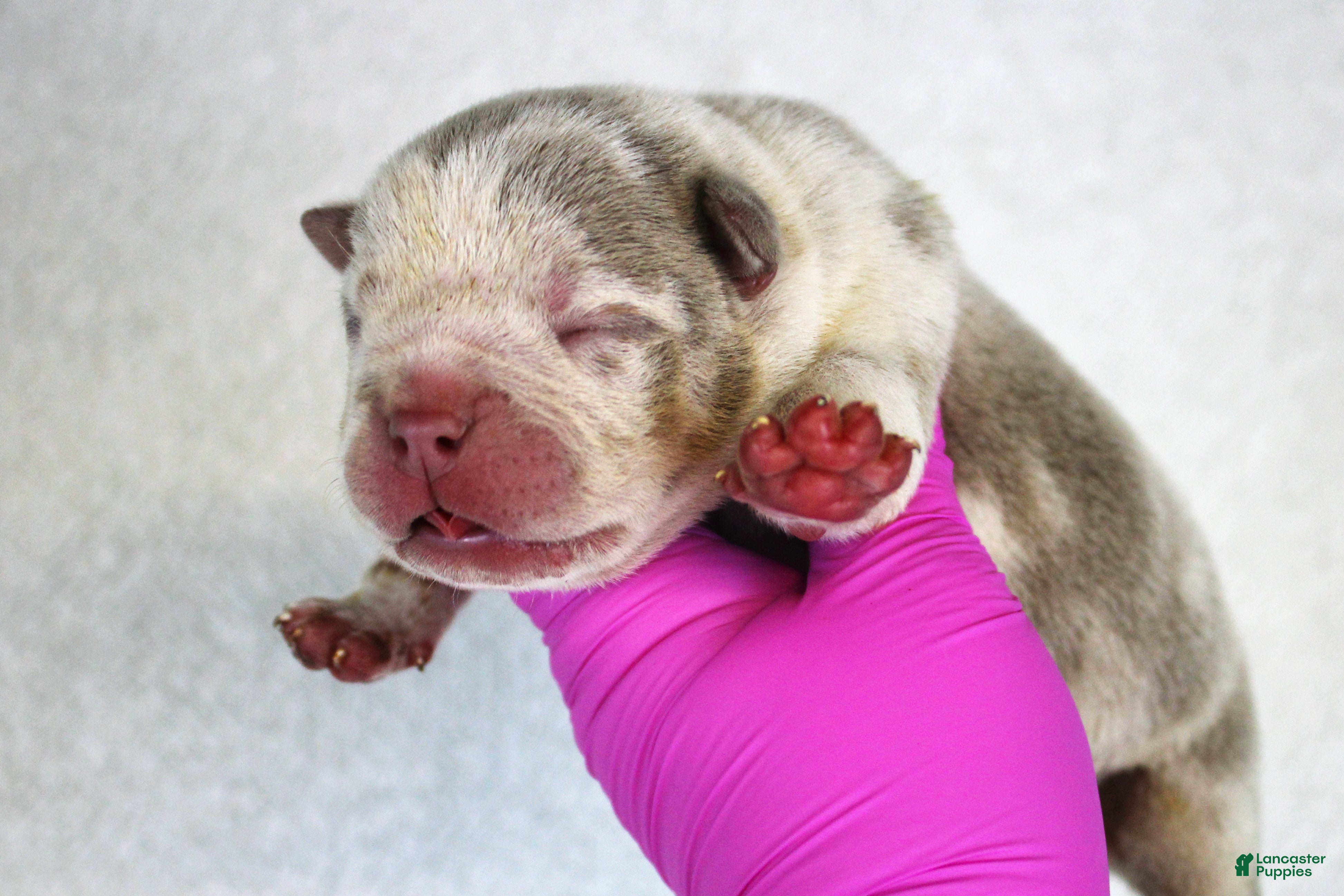 American Bully dogs Lilac Tri Merle Male - Ad 1