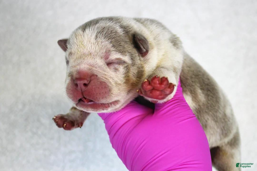 American Bully dogs for sale: Lilac Tri Merle Male - Ad 1