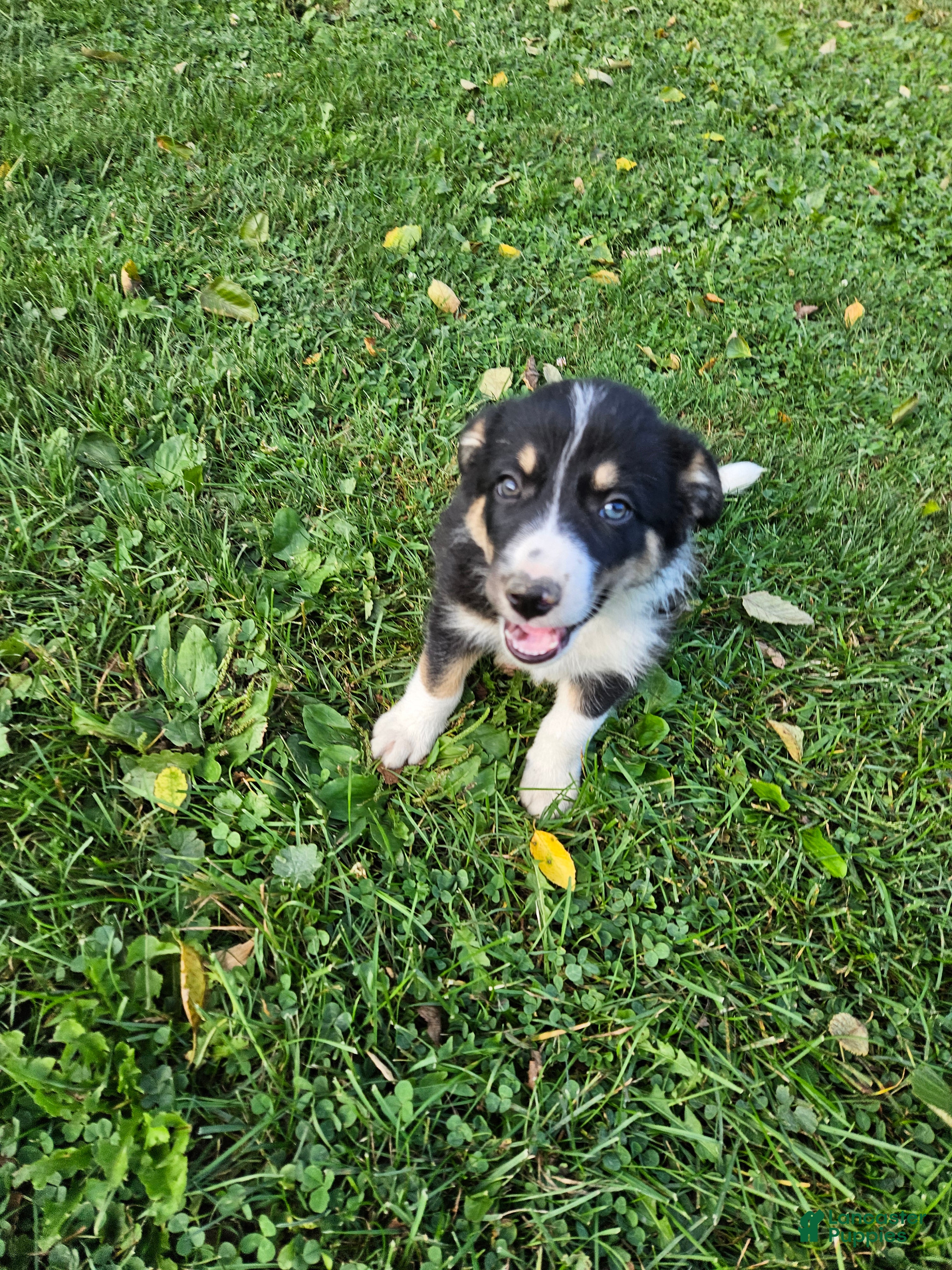 Border Collie dogs Buddy - Ad 2