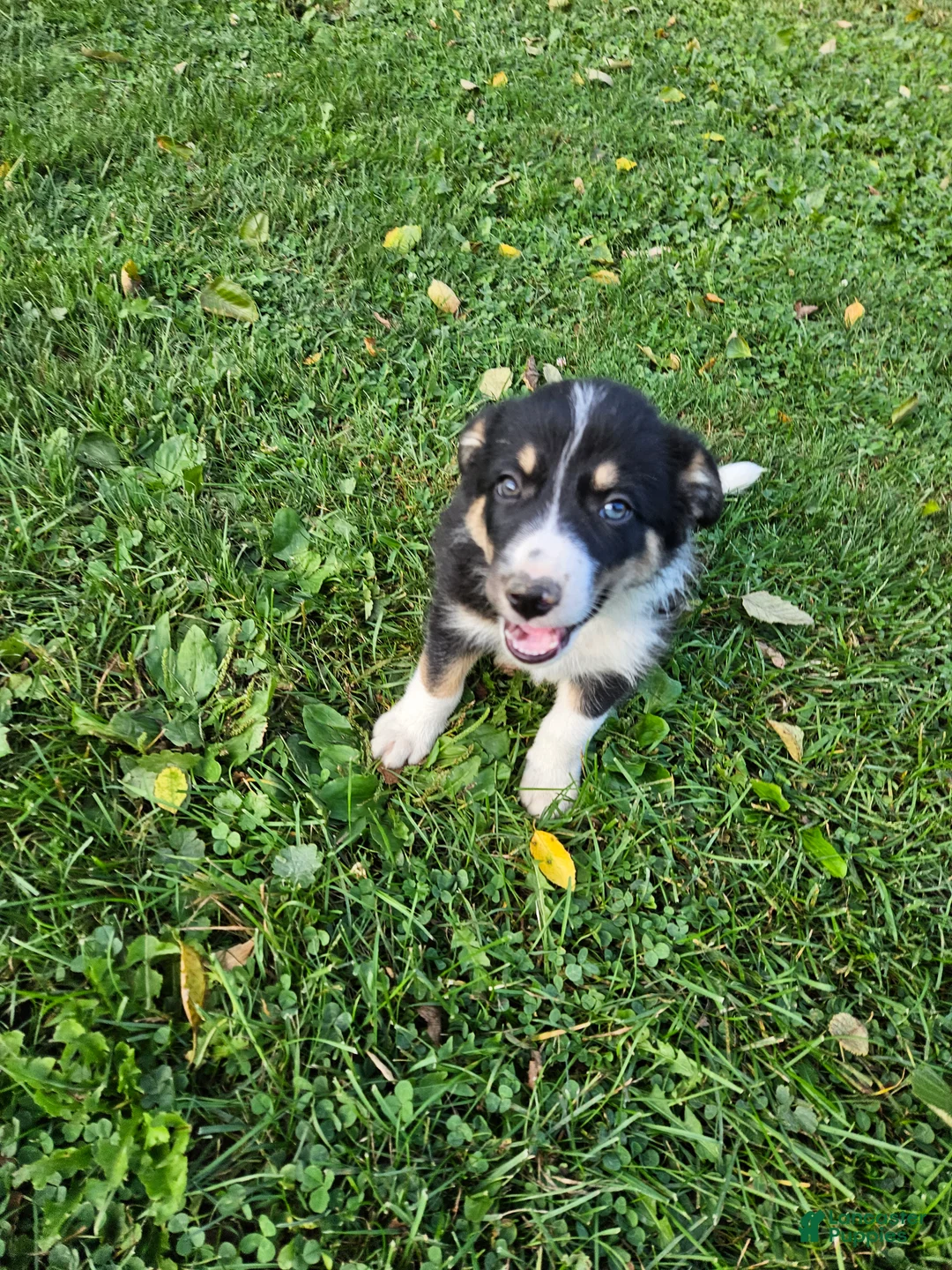 Border Collie dogs for sale: Buddy - Ad 2