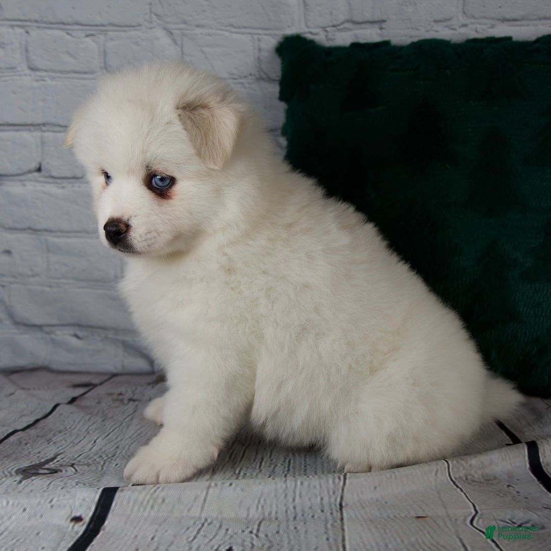 Pomsky dogs for sale: Gabby - Ad 4