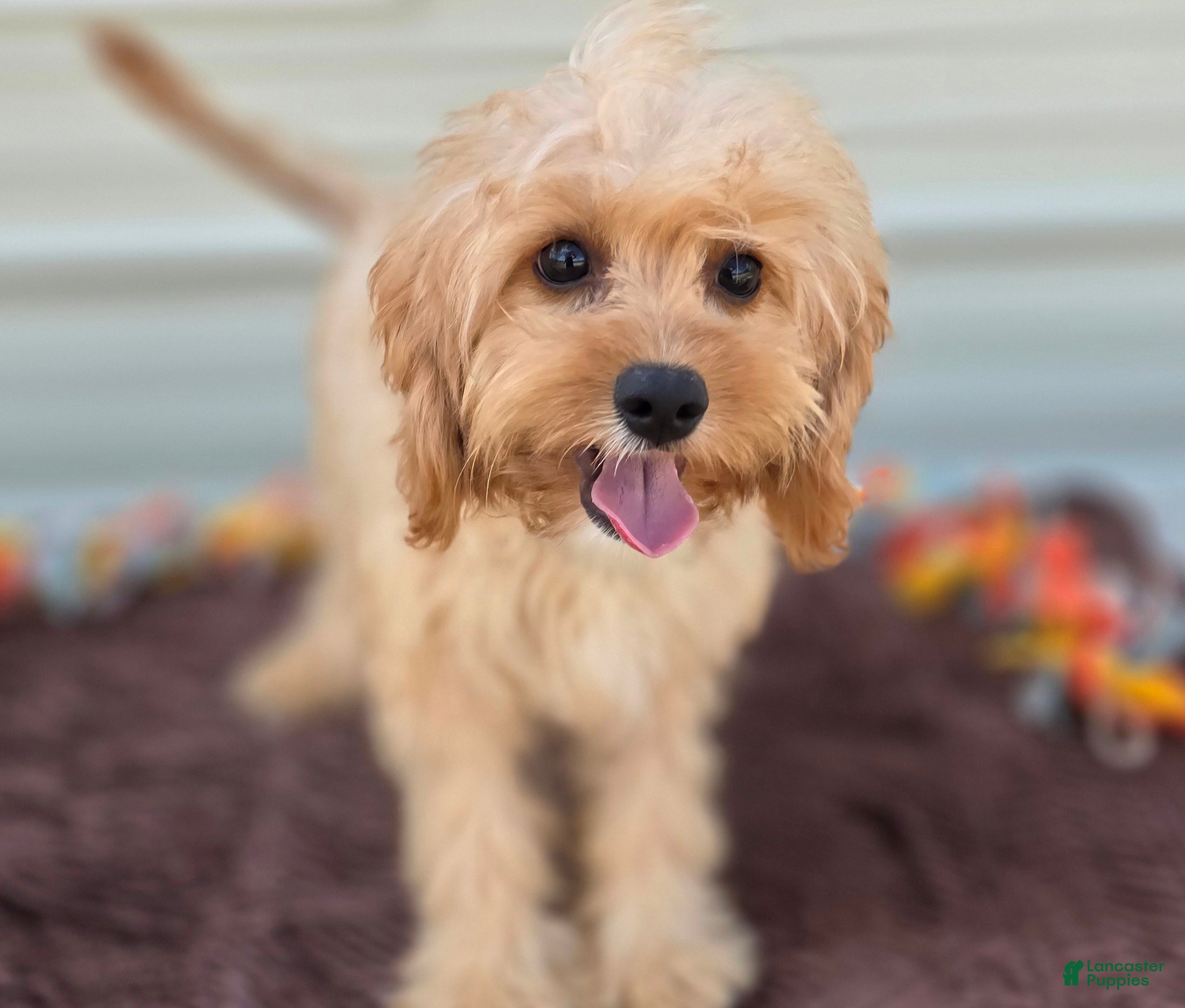 Cavapoo dogs Miles - Ad 40