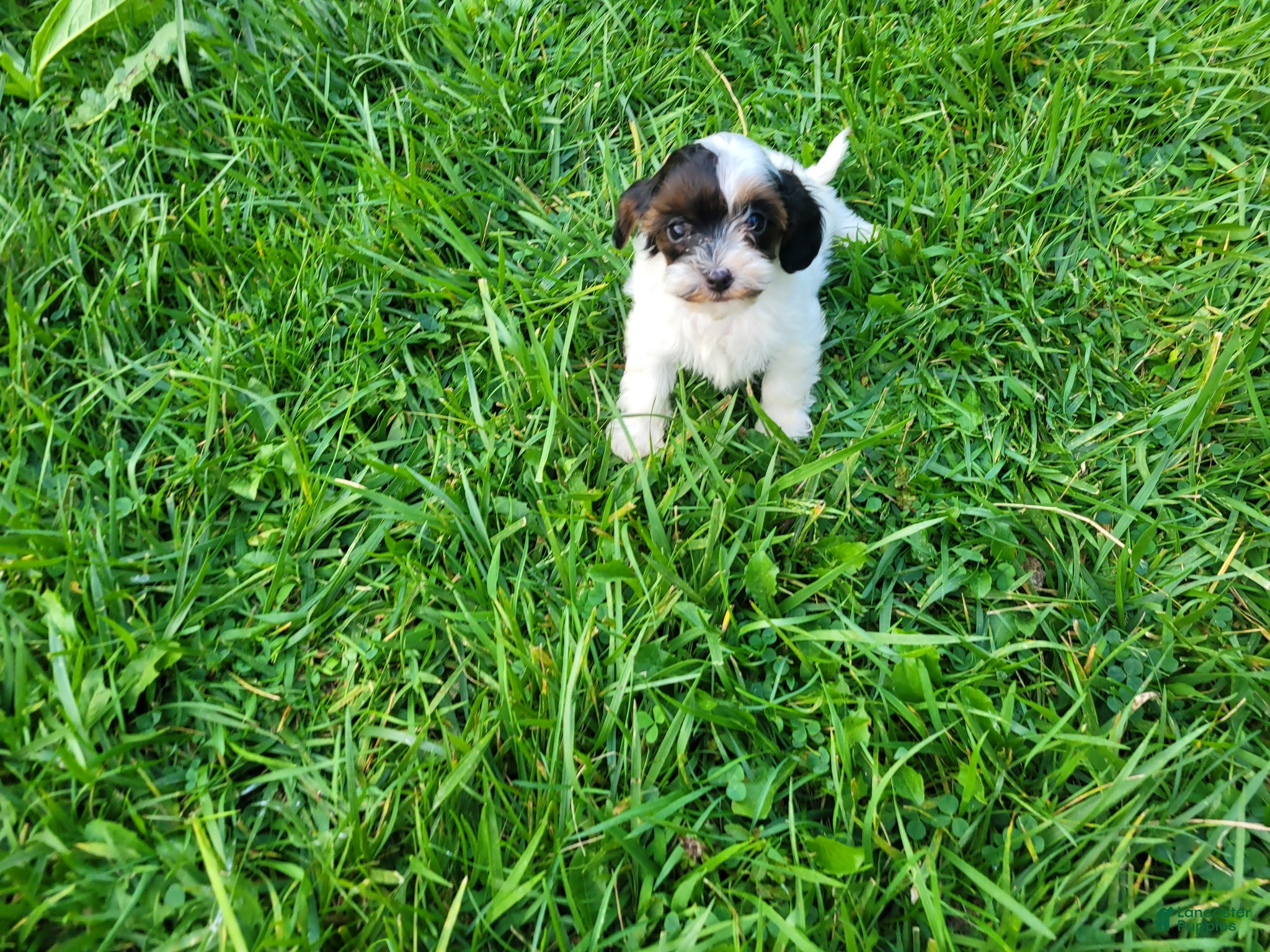 Cavapoo dogs Max - Ad 1