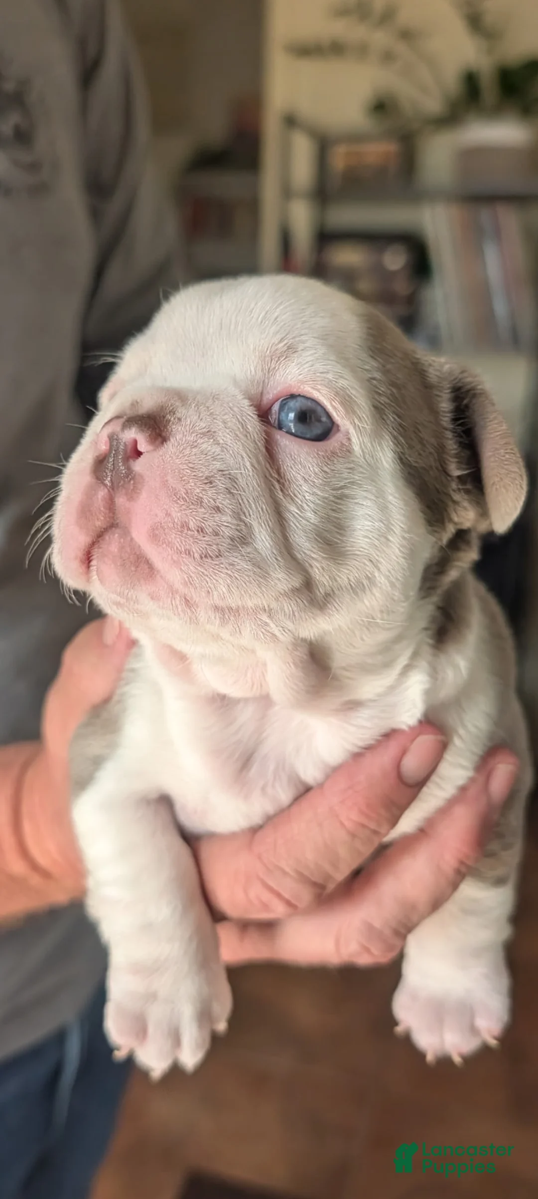 Frenchton dogs for sale: Spruce - Ad 1