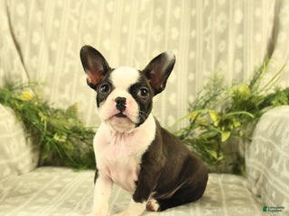 Boston Terrier dogs - Ad 1