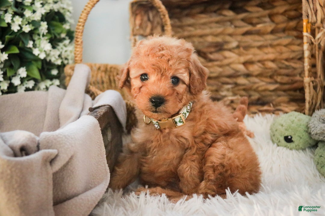 Miniature Poodle dogs for sale: Hunter - Ad 7