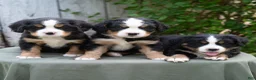 Miniature Bernese Mountain Dog dogs for sale: Kason  - Ad 6