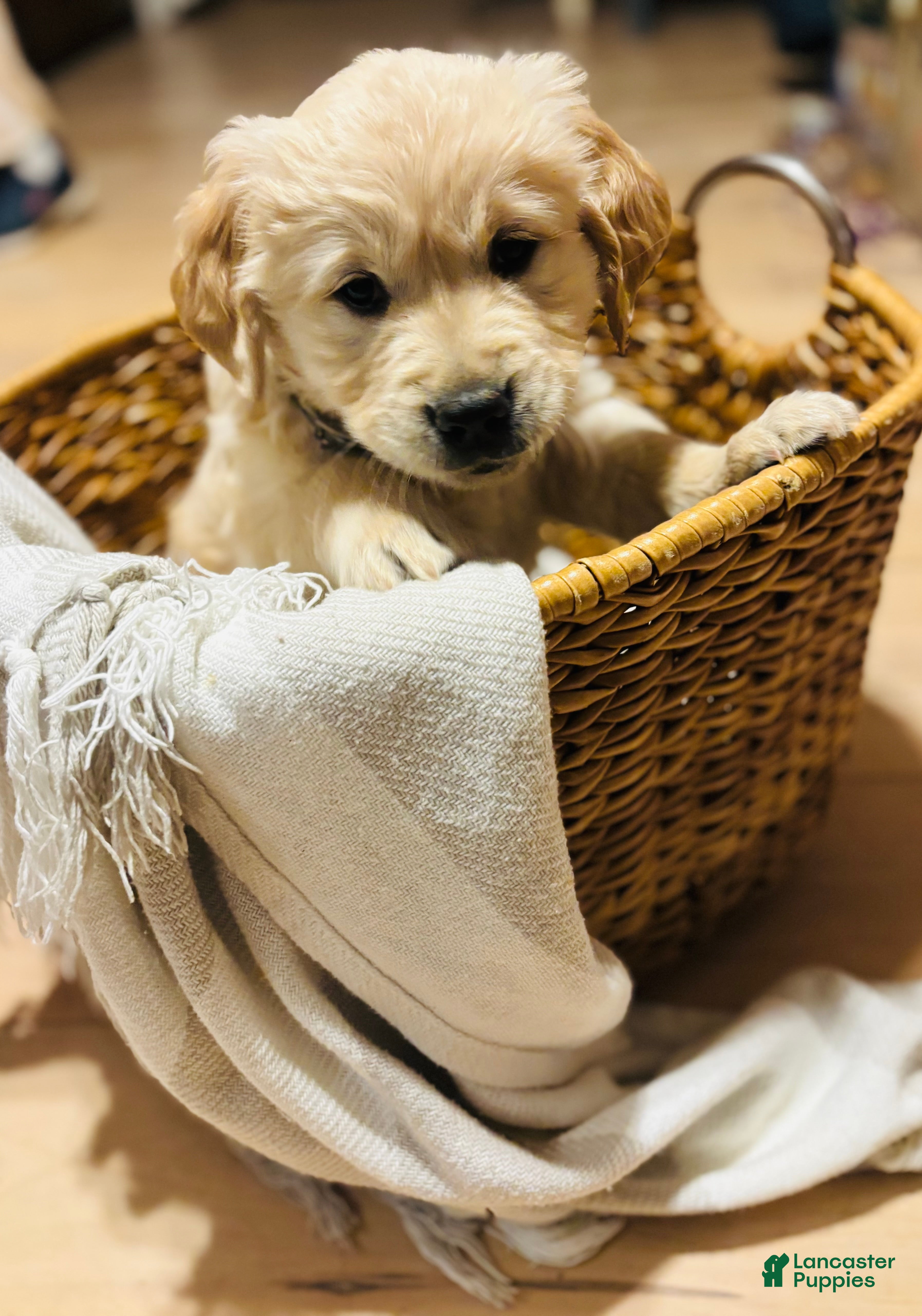 Golden Retriever dogs for sale: Skye  - Ad 2