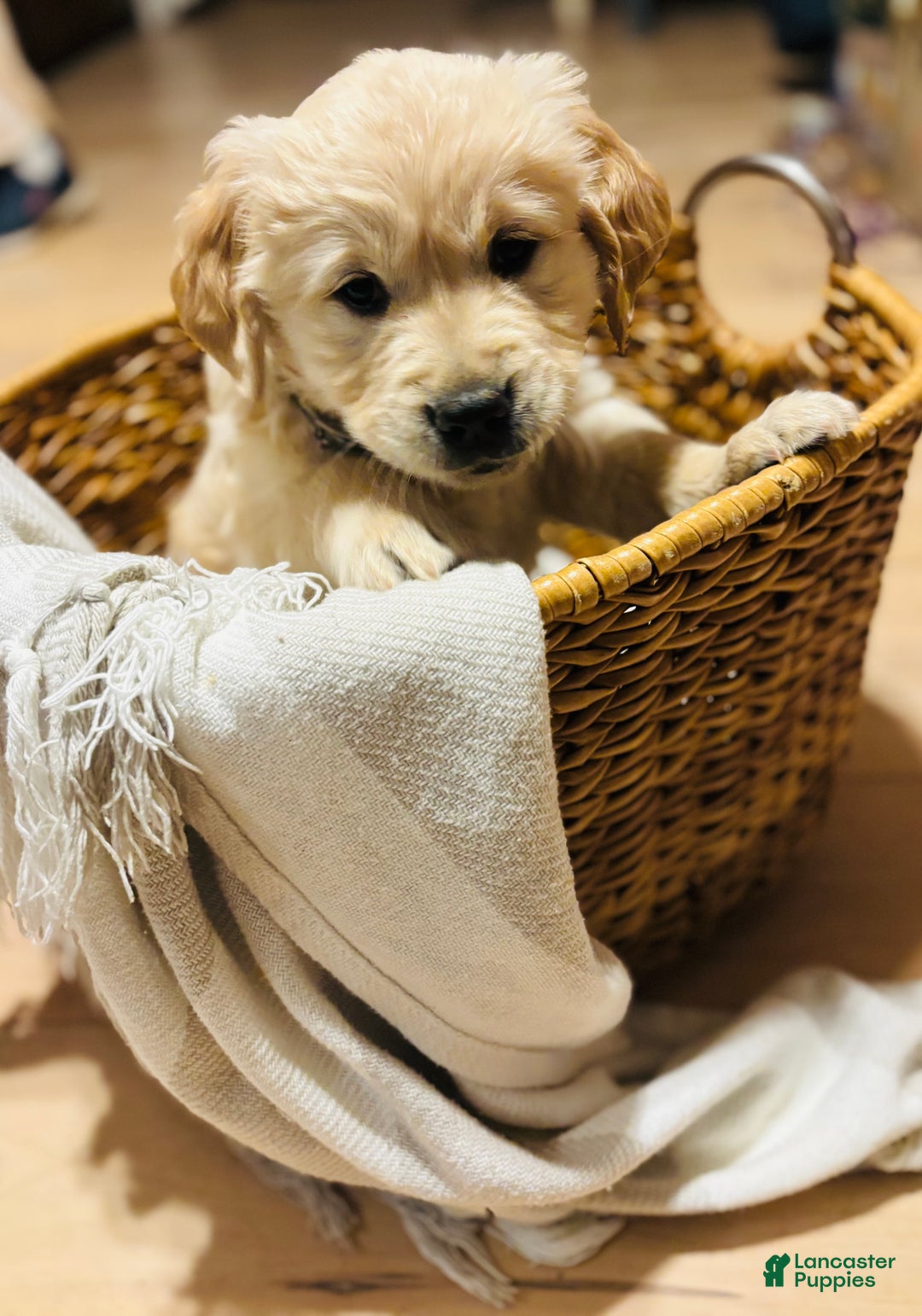 Golden Retriever dogs for sale: Skye  - Ad 1