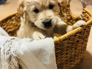 Golden Retriever dogs for sale: Skye - Ad 2