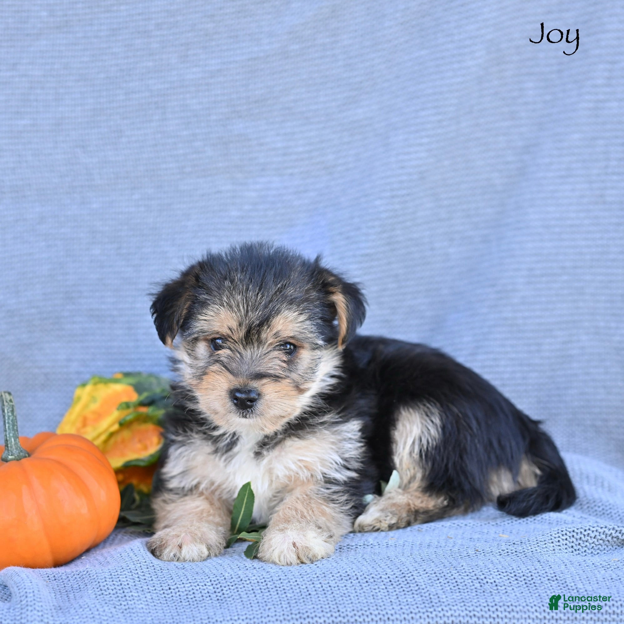 Morkie dogs Joy - Ad 2