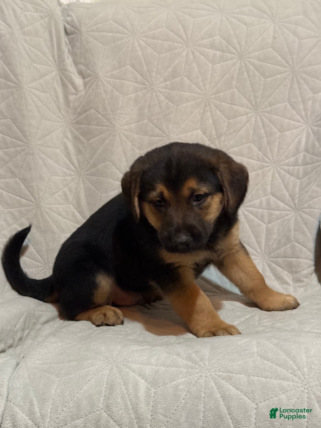 Mixed Breed dogs for sale: Mixed Breed Puppy 7 - Ad 10