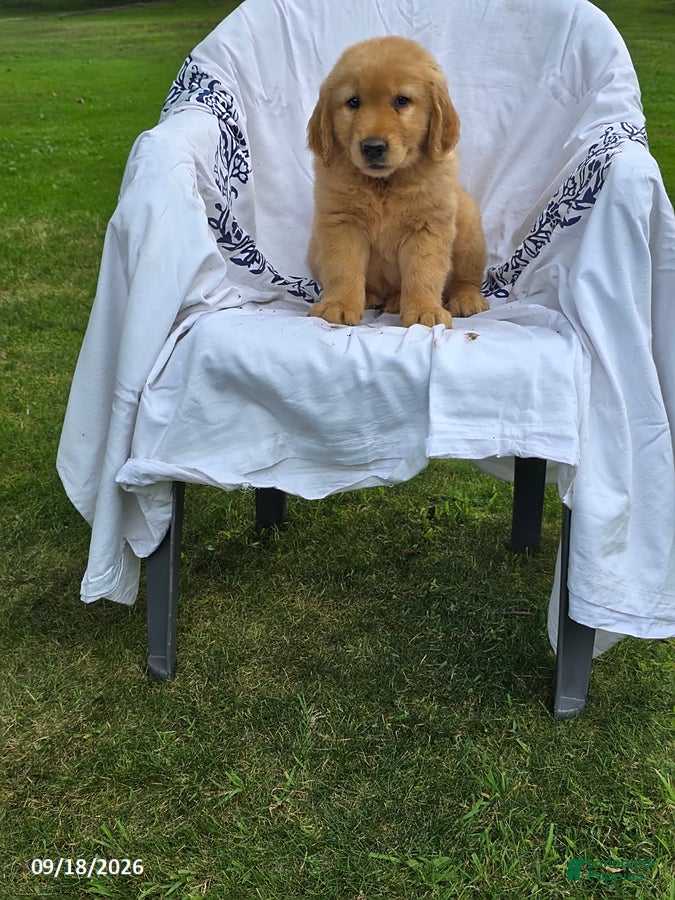 Golden Retriever dogs for sale: Kyle - Ad 2