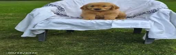 Golden Retriever dogs for sale: Kyle - Ad 1