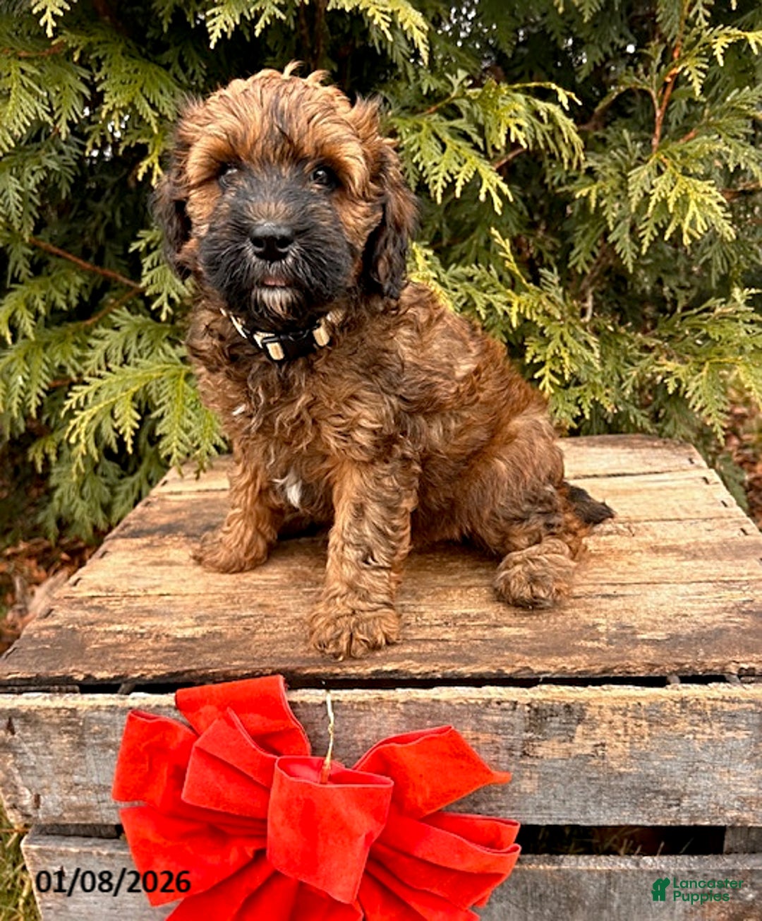 Whoodle dogs for sale: Ember - Ad 2