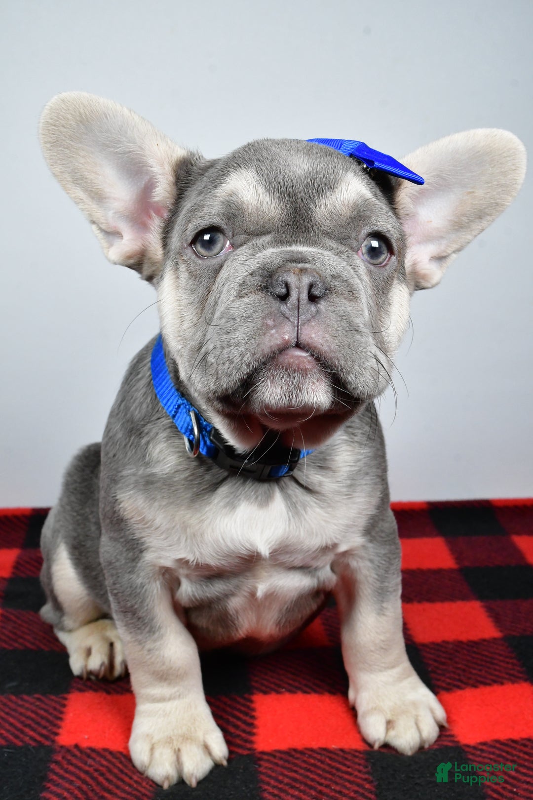 French Bulldog dogs for sale: Carl  - Ad 4