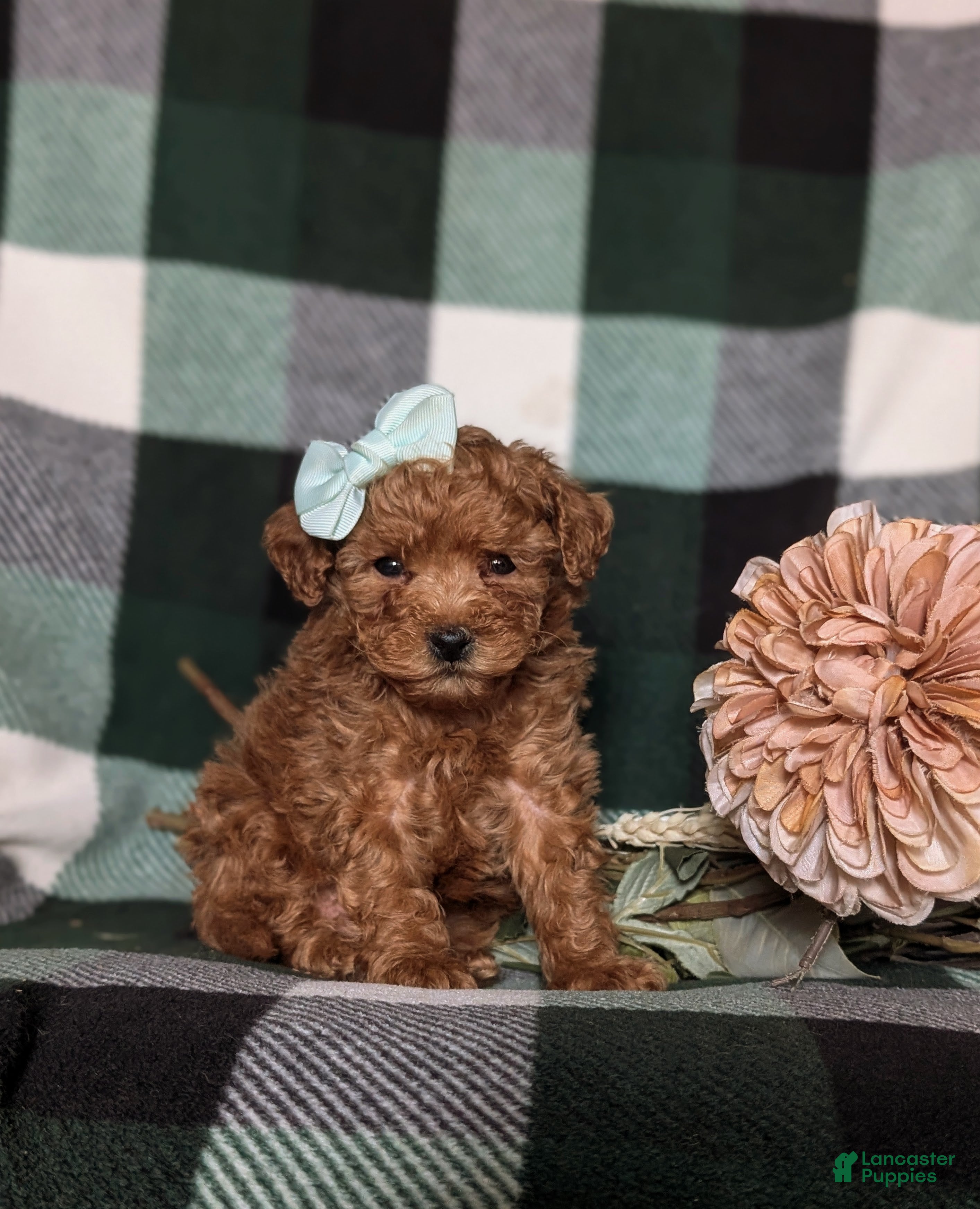 Miniature Poodle dogs Kensey - Ad 2