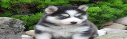 Pomsky dogs for sale: Dokato - Ad 3