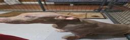 American Bully dogs for sale: American Bully 5 female - Ad 4