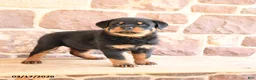 Rottweiler dogs for sale: Klondike - Ad 1