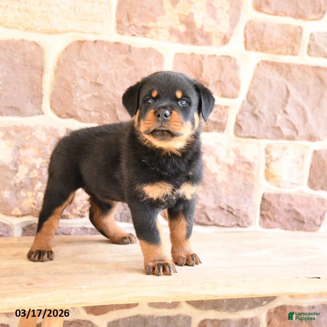Rottweiler dogs for sale: Klondike - Ad 1