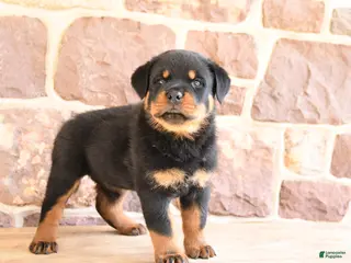 Rottweiler dogs for sale: Klondike - Ad 2