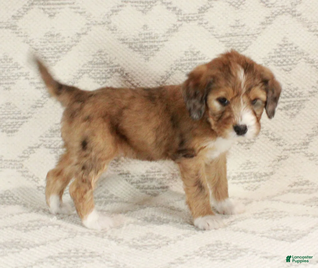 Bernedoodle dogs for sale: Chloe  - Ad 8